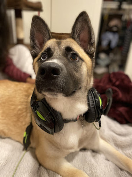 Meet your Posher, Maurice - Picture 1 of 1